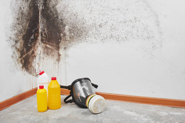 Best Residential Mold Remediation in Graton, CA