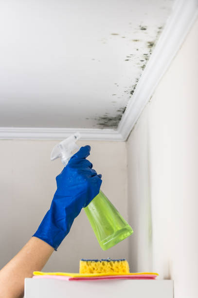 Best Post-Flood Mold Remediation in Graton, CA